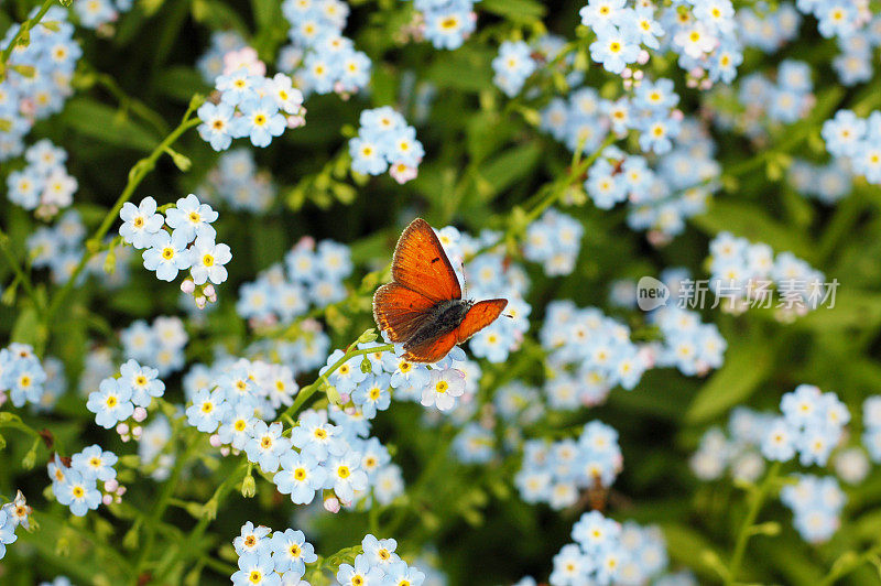 稀有铜(Lycaena virgaureae)在勿忘我上